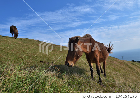 宮崎縣久島市東井岬的御崎馬 134154159