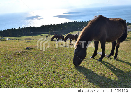 Misaki Horses at Cape Toi, Kushima City, Miyazaki Prefecture Misaki Horses at Cape Toi, Kushima City, Miyazaki Prefecture 134154160