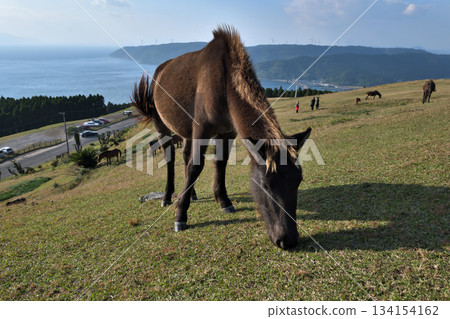 Misaki Horses at Cape Toi, Kushima City, Miyazaki Prefecture Misaki Horses at Cape Toi, Kushima City, Miyazaki Prefecture 134154162