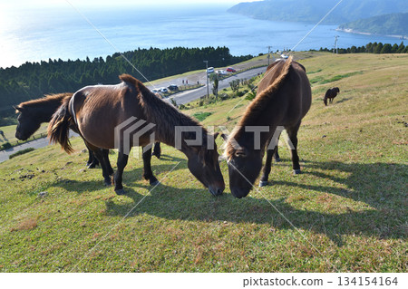 Misaki Horses at Cape Toi, Kushima City, Miyazaki Prefecture Misaki Horses at Cape Toi, Kushima City, Miyazaki Prefecture 134154164
