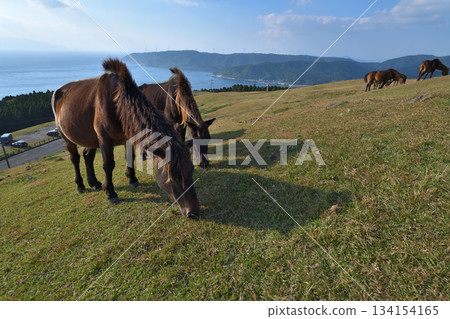 Misaki Horses at Cape Toi, Kushima City, Miyazaki Prefecture Misaki Horses at Cape Toi, Kushima City, Miyazaki Prefecture 134154165