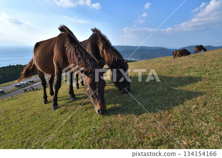 Misaki Horses at Cape Toi, Kushima City, Miyazaki Prefecture 134154166