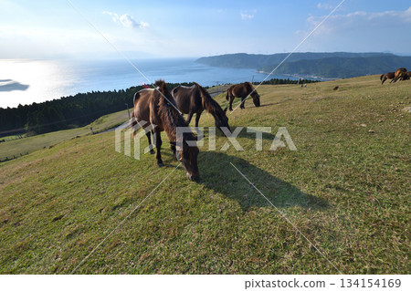 Misaki Horses at Cape Toi, Kushima City, Miyazaki Prefecture Misaki Horses at Cape Toi, Kushima City, Miyazaki Prefecture 134154169