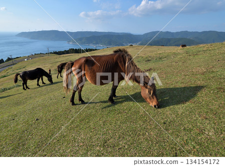 Misaki Horses at Cape Toi, Kushima City, Miyazaki Prefecture 134154172