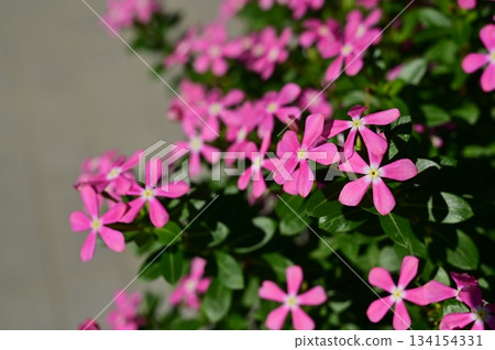 馬達加斯加長春花（夾竹桃科）一年生植物 134154331