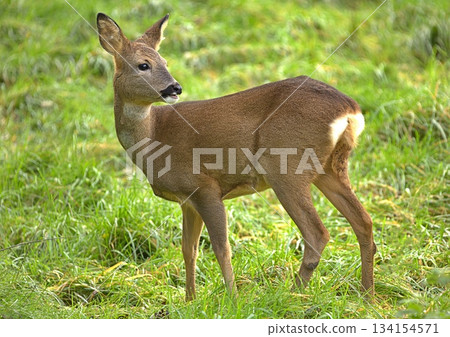 Wild roe deer in a field Wild roe deer in a field 134154571