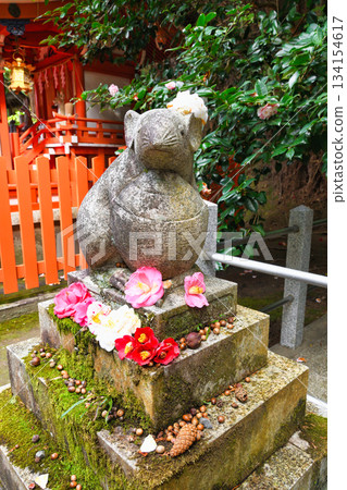 Otoyo Shrine, Kyoto: Guardian rats and beautiful camellias (Sakyo Ward, Kyoto City, Kyoto Prefecture) Otoyo Shrine, Kyoto: Guardian rats and beautiful camellias (Sakyo Ward, Kyoto City, Kyoto Prefecture) 134154617