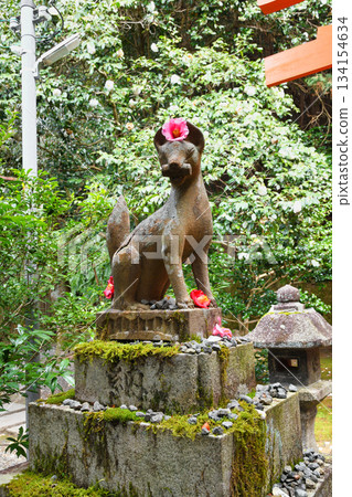 Otoyo Shrine, Kyoto: Koma-kitsune and beautiful camellias (Sakyo Ward, Kyoto City, Kyoto Prefecture) Otoyo Shrine, Kyoto: Koma-kitsune and beautiful camellias (Sakyo Ward, Kyoto City, Kyoto Prefecture) 134154634