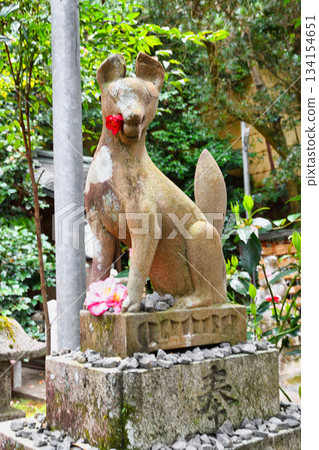 京都大豐神社:駒狐與美麗的山茶花(京都府京都市左京區) 京都大豐神社:駒狐與美麗的山茶花(京都府京都市左京區) 134154651