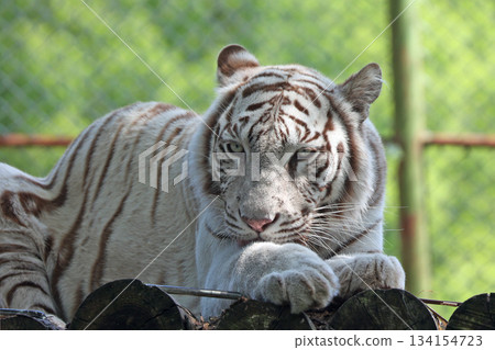 White Tiger White Tiger 134154723
