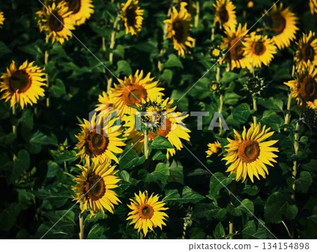 Sunflower field Sunflower field 134154898
