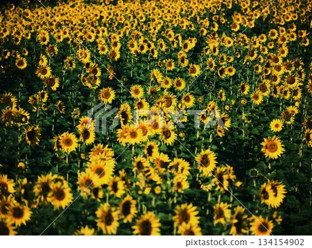 Sunflower field 134154902