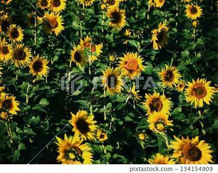 Sunflower field Sunflower field 134154909