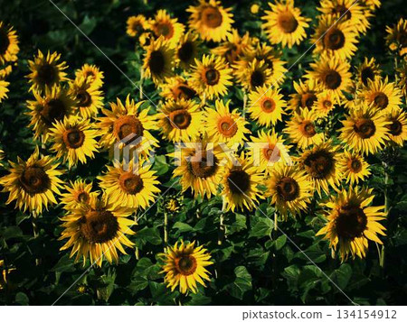 Sunflower field Sunflower field 134154912