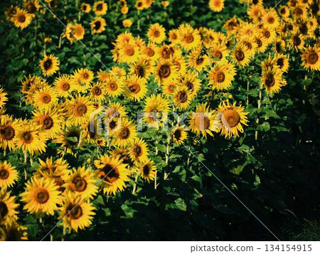 Sunflower field Sunflower field 134154915
