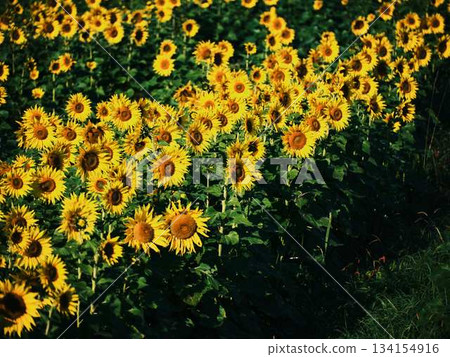 Sunflower field Sunflower field 134154916