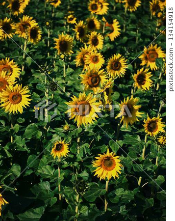 Sunflower field Sunflower field 134154918