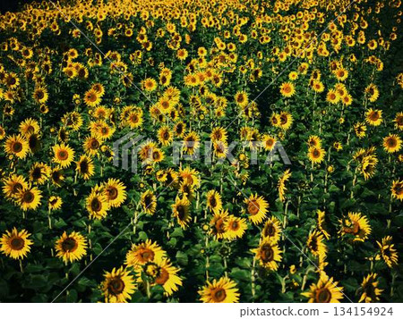 Sunflower field 134154924