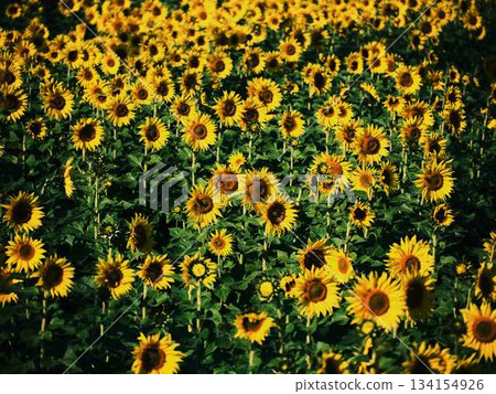 Sunflower field 134154926