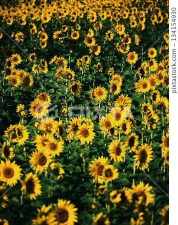 Sunflower field Sunflower field 134154930