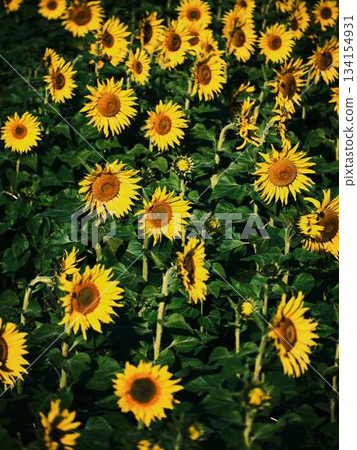 Sunflower field Sunflower field 134154931