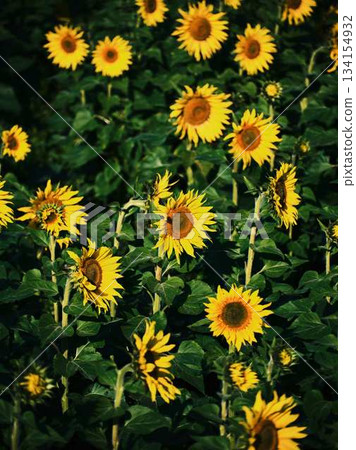 Sunflower field Sunflower field 134154932