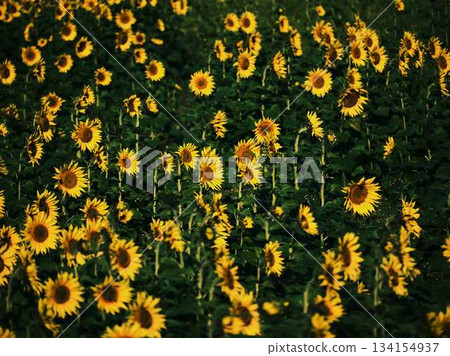向日葵田 向日葵田 134154937