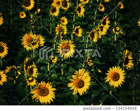 向日葵田 134154938