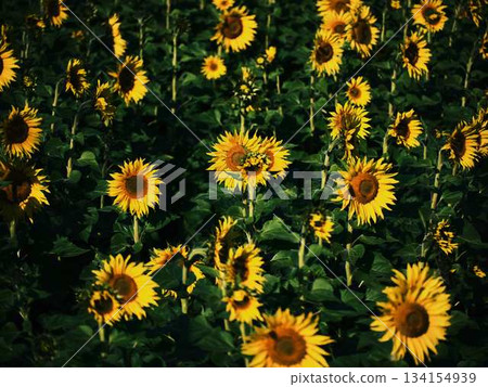 Sunflower field Sunflower field 134154939