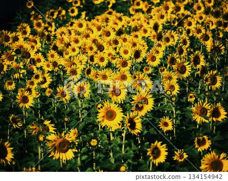 Sunflower field 134154942