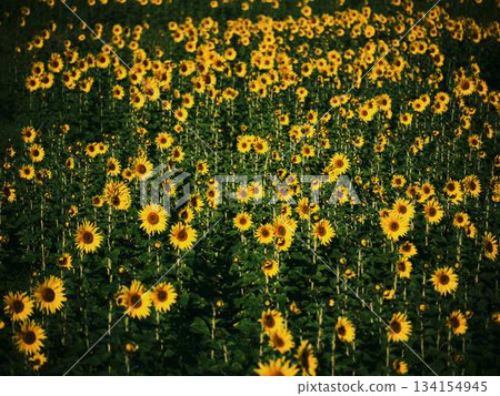 Sunflower field Sunflower field 134154945