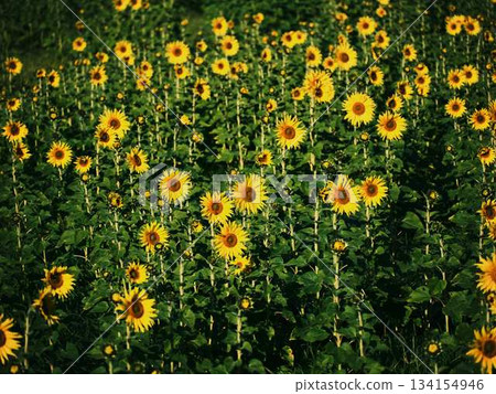 Sunflower field 134154946
