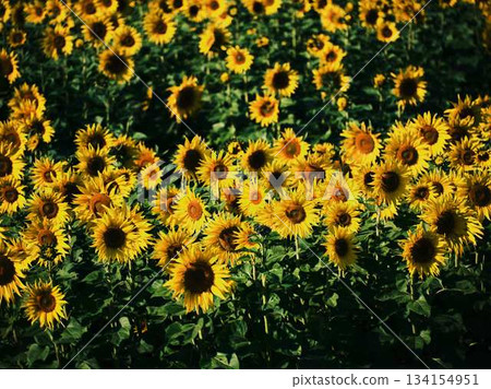 Sunflower field Sunflower field 134154951