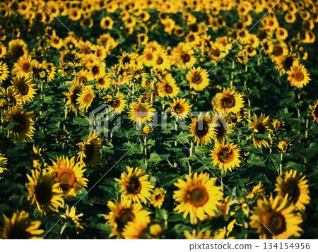 向日葵田 134154956