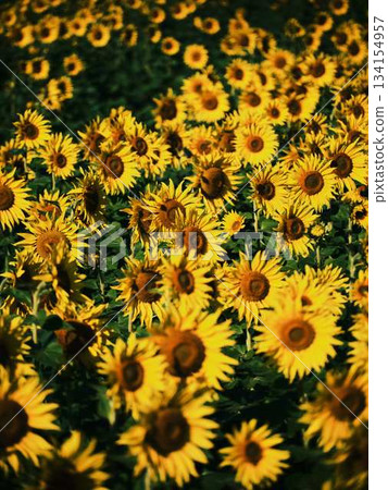 Sunflower field 134154957