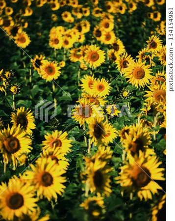 向日葵田 134154961