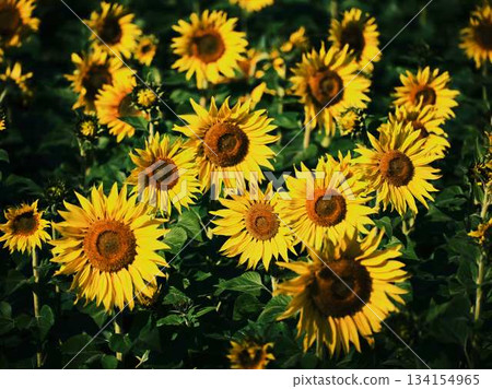 向日葵田 向日葵田 134154965