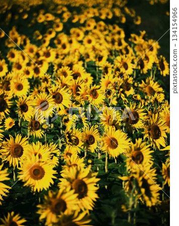 向日葵田 向日葵田 134154966