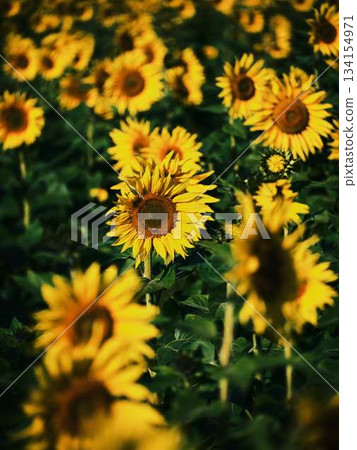Sunflower field Sunflower field 134154971