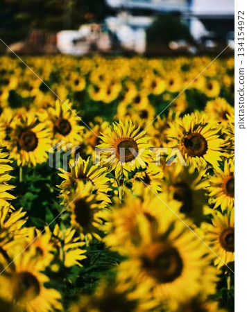 Sunflower field Sunflower field 134154972