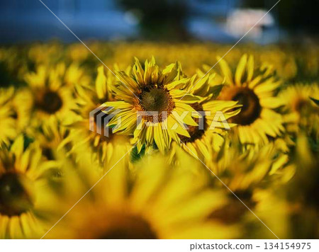 向日葵田 134154975