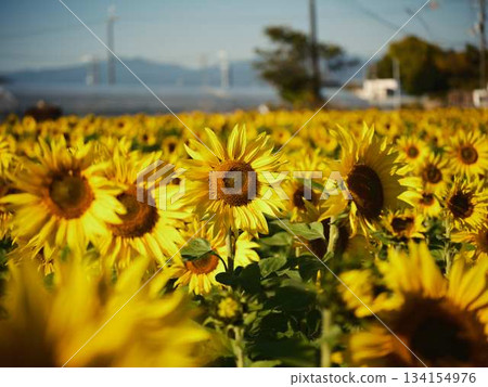 向日葵田 134154976