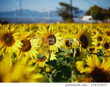 向日葵田 134154977