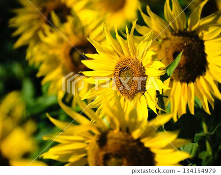 Sunflower field Sunflower field 134154979