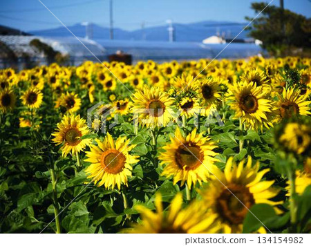Sunflower field Sunflower field 134154982