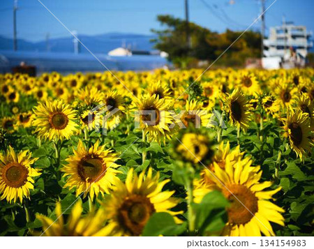 Sunflower field Sunflower field 134154983