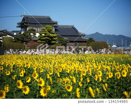 Sunflower field 134154985