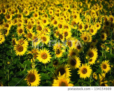 Sunflower field Sunflower field 134154989