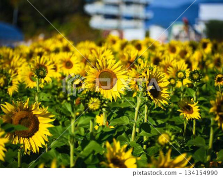 Sunflower field Sunflower field 134154990