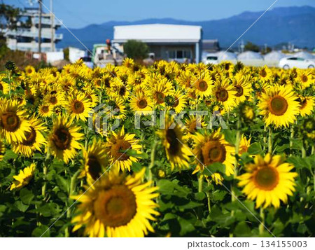 Sunflower field Sunflower field 134155003